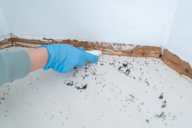 Best Pest Exclusion Services  in Carle Place, NY